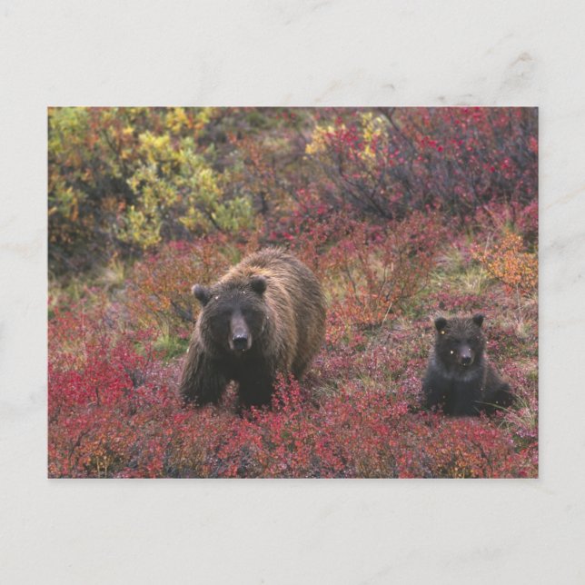 USA, Alaska, Nationalpark Denali. Grizzle Postkarte (Vorderseite)