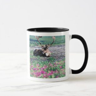 USA, Alaska, Nationalpark Denali, Karibik Tasse