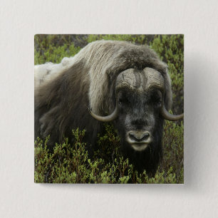 USA, Alaska, Nome. Nahaufnahme eines Moschusochsen Button