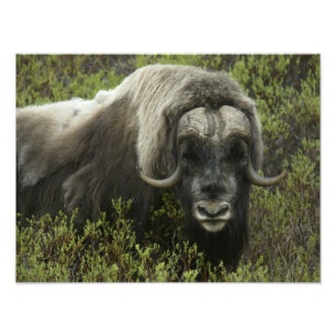 USA, Alaska, Nome. Nahaufnahme eines Moschusochsen Fotodruck