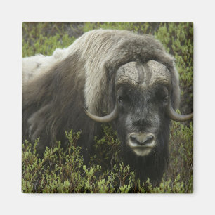 USA, Alaska, Nome. Nahaufnahme eines Moschusochsen Magnet