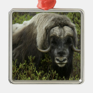 USA, Alaska, Nome. Nahaufnahme eines Moschusochsen Ornament Aus Metall