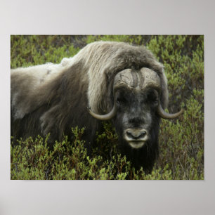 USA, Alaska, Nome. Nahes Auftragen von Moschusochs Poster