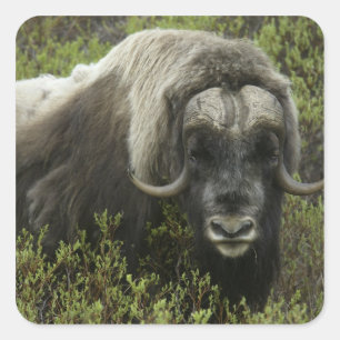 USA, Alaska, Nome. Nahes Auftragen von Moschusochs Quadratischer Aufkleber