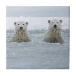 USA, Alaska, North Slope, Eisbären Fliese