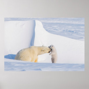 USA, Alaska, North Slope Eisbären Poster