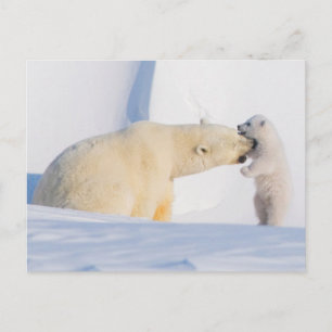 USA, Alaska, North Slope Eisbären Postkarte