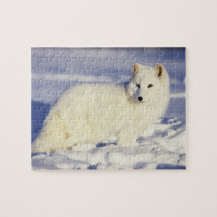 USA, Alaska. Polarfuchs im Winterfell