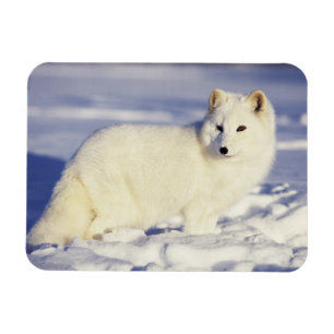USA, Alaska. Polarfuchs im Winterfell Magnet