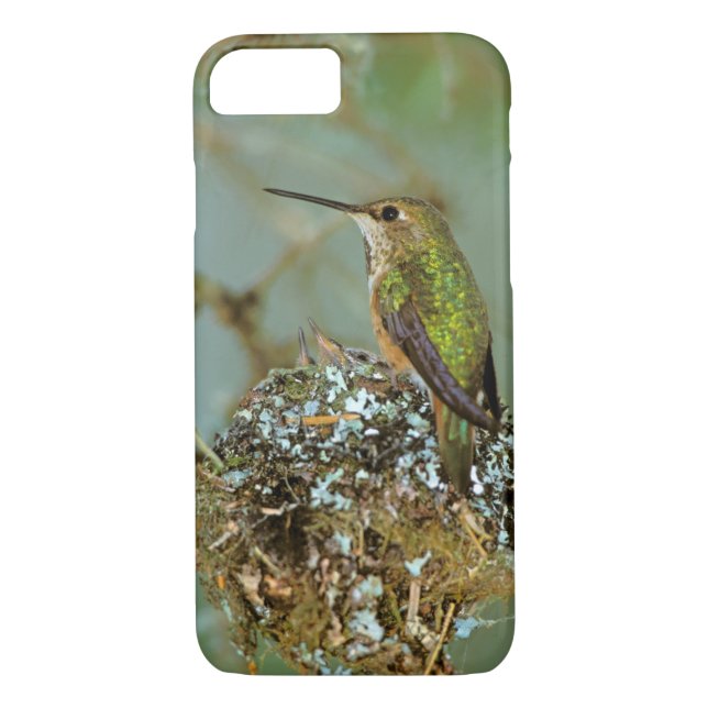 USA, Alaska. Rufous Humming-Vogel Case-Mate iPhone Hülle (Rückseite)