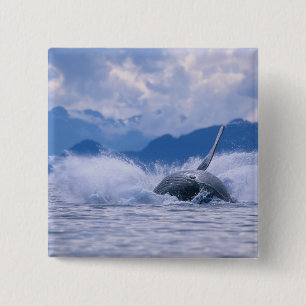 USA, Alaska, Tongass National Forest, Buckelwal Button