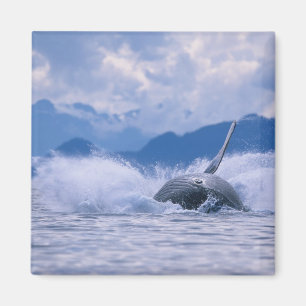 USA, Alaska, Tongass National Forest, Buckelwal Magnet