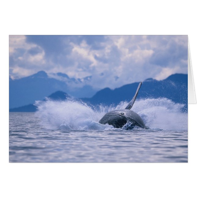 USA, Alaska, Tongass National Forest, Humpback (Vorderseite (Horizontal))
