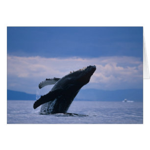 USA, Alaska, Tongass National Forest, Humpback