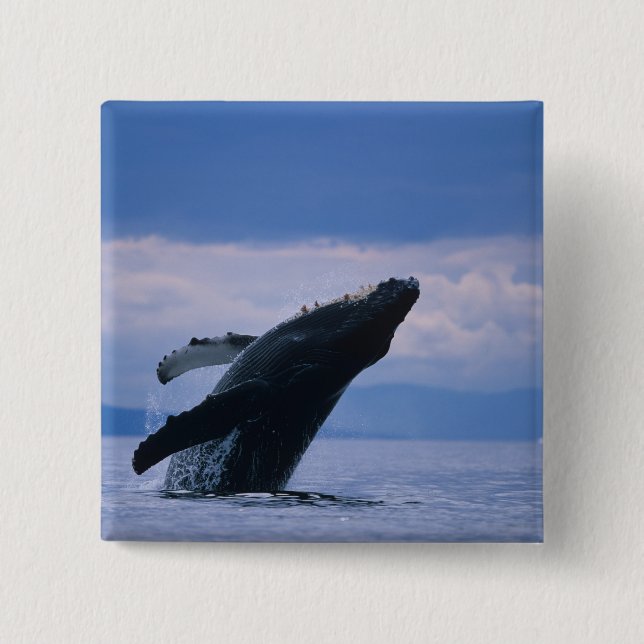 USA, Alaska, Tongass National Forest, Humpback Button (Vorderseite)