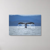 USA, Alaska, Tongass National Forest, Humpback