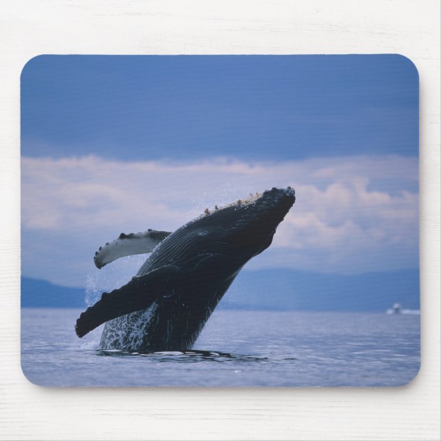 USA, Alaska, Tongass National Forest, Humpback Mousepad (Vorne)