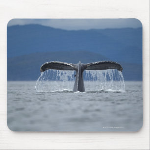 USA, Alaska, Tongass staatlicher Wald, Buckel Mousepad