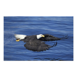 USA, Alaska, Weißkopfseeadler auf der Kenai-Halbin Fotodruck
