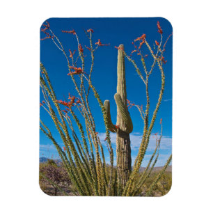 USA, Arizona. Cactus in Saguaro Magnet