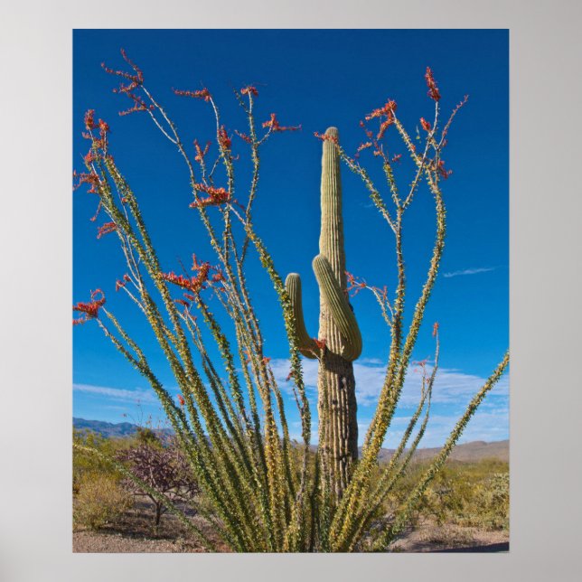 USA, Arizona. Cactus In Saguaro National Park Poster (Vorne)