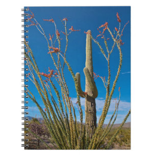 USA, Arizona. Cactus in Saguaro Notizblock