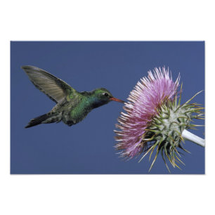 USA, Arizona. großflächig Fotodruck