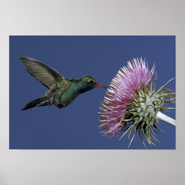 USA, Arizona. großflächig Poster (Vorne)