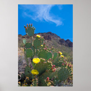 USA, Arizona. Kakteen Poster
