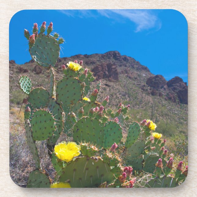 USA, Arizona. Kakteen Untersetzer (Vorderseite)