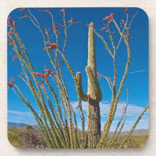USA, Arizona. Kaktus im Saguaro-Nationalpark Getränkeuntersetzer