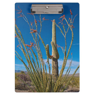 USA, Arizona. Kaktus im Saguaro-Nationalpark Klemmbrett