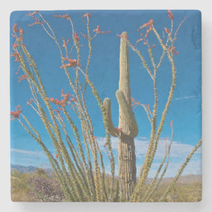 USA, Arizona. Kaktus im Saguaro-Nationalpark Steinuntersetzer