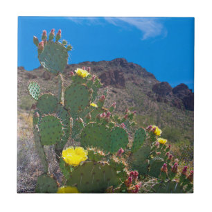 USA, Arizona. Kaktus in den Hügeln Fliese