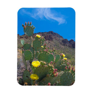 USA, Arizona. Kaktus in den Hügeln Magnet