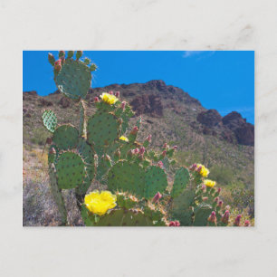 USA, Arizona. Kaktus in den Hügeln Postkarte