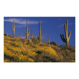 USA, Arizona, Organ Pipe Cactus National 2 Fotodruck