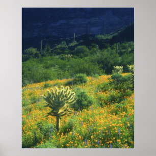 USA, Arizona, Organ Pipe Cactus National Poster