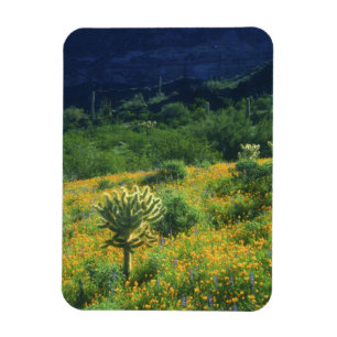 USA, Arizona, Organ Pipe Kaktus National Magnet