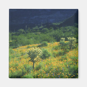 USA, Arizona, Organ Pipe Kaktus National Magnet