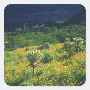 USA, Arizona, Organ Pipe Kaktus National Quadratischer Aufkleber
