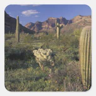 USA, Arizona, Organ Pipe National Monument. Quadratischer Aufkleber