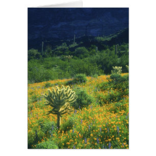 USA, Arizona, Orgelpfeife Cactus National