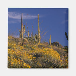 USA, Arizona, Orgelpfeife Cactus National 2 Magnet