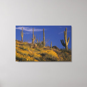 USA, Arizona, Orgelpipe Cactus National 2 Leinwanddruck