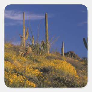 USA, Arizona, Orgelpipe Cactus National 2 Quadratischer Aufkleber