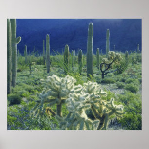 USA, Arizona, Orgelpipe Cactus National Poster