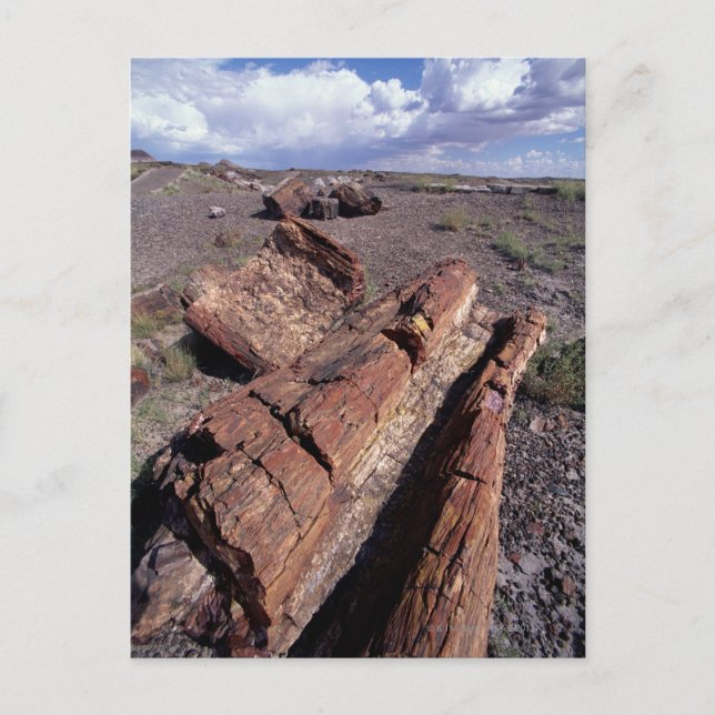 USA, Arizona, Petrified Forest National Park, 2 Postkarte (Vorderseite)