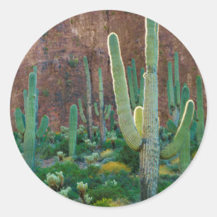 USA, Arizona. Saguaro Cactus field by Cliff Runder Aufkleber