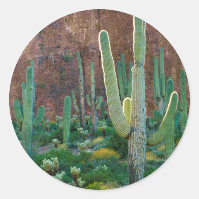 USA, Arizona. Saguaro Cactus field by Cliff Runder Aufkleber (Vorderseite)